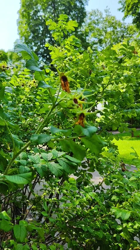 A dense cluster of rosehip shrubs, Rosa canina with vibrant green leaves in a Stock Footage 316248067