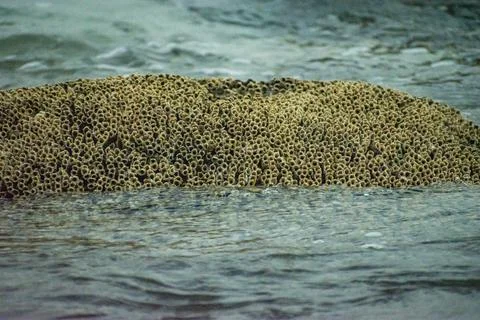 A dense cluster of sandcastle worm or honeycomb worm tubes. Stock Photos