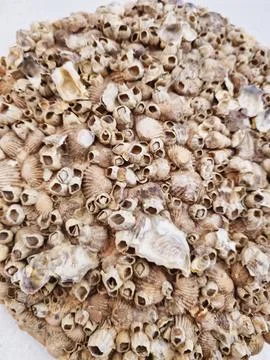 A dense cluster of seashells or barnacles, displaying a rugged and natural .. Stock Photos