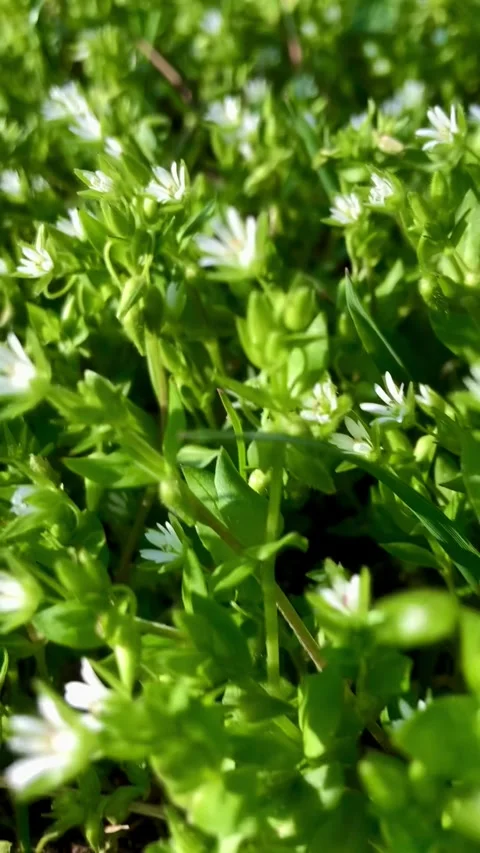 A dense cluster of small green plants with delicate white flowers. The bright gr Stock Footage 330768805
