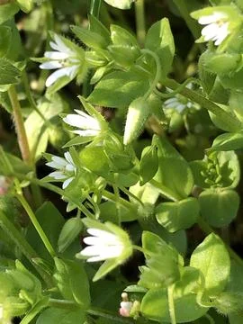 A dense cluster of small green plants with delicate white flowers. The brig.. Foto stock