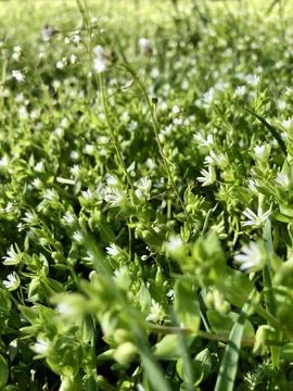 A dense cluster of small green plants with delicate white flowers. The brig.. Photos
