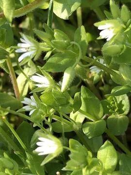 A dense cluster of small green plants with delicate white flowers. The bright Фото