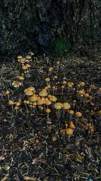 Dense cluster of small orange bonnet (Mycena leaiana) mushrooms with bell-s.. Stock Photos