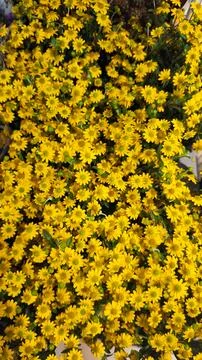 Dense cluster of small yellow flowers. Stock Photos