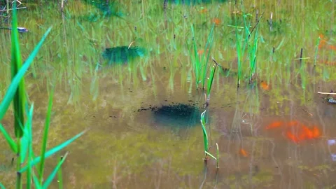 Dense cluster of tadpoles swimming in a shallow pond with goldfish Stock Footage 342003287