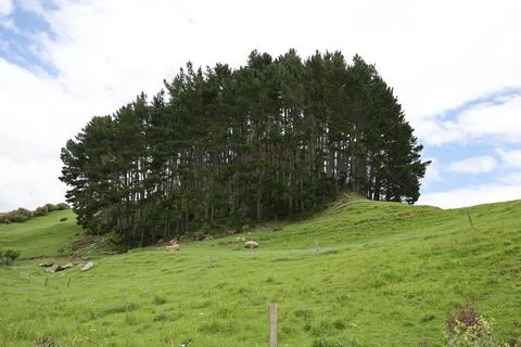 Dense Cluster Tall Pine Trees Grassy Hillside Foto stock