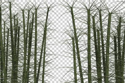 A dense cluster of tall, slender green plant stalks with sparse leaves Stock Illustration