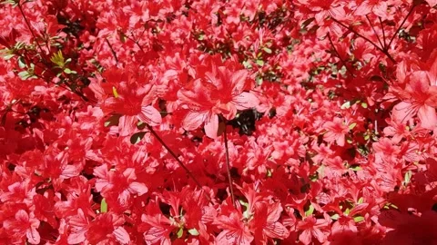 Dense cluster of vibrant red azalea flowers in full bloom Stockbeeldmateriaal 348258547