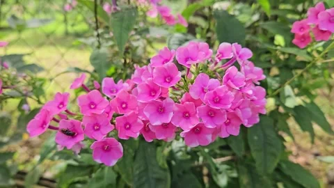 A dense cluster of vivid pink phlox flowers fills the frame in a summer garden Stock-Footage 343551935