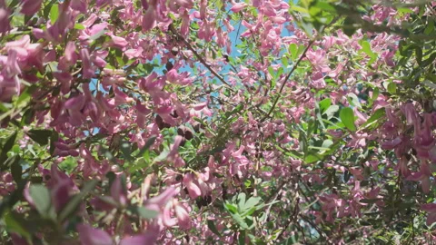 Dense cluster of vivid pink wild blossoms on branches against clear blue sky Video stock 336679008
