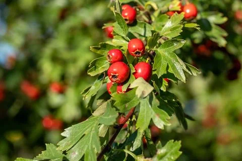 Dense cluster of vividly bright red hawthorn berries hanging Фото