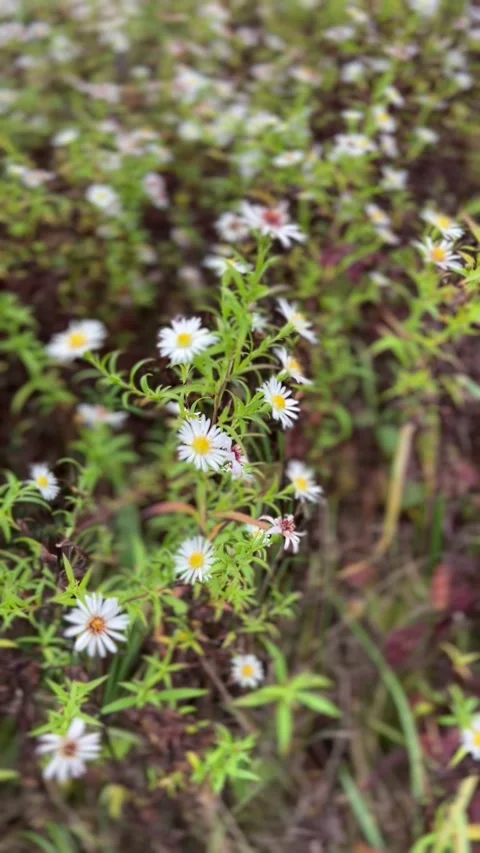 Dense cluster of white aster or daisy-like wildflowers in autumn field.  Stock Footage 318284943
