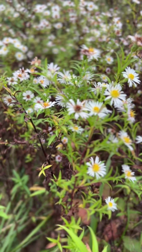 Dense cluster of white aster or daisy-like wildflowers in autumn field.  Stock Footage 318284962