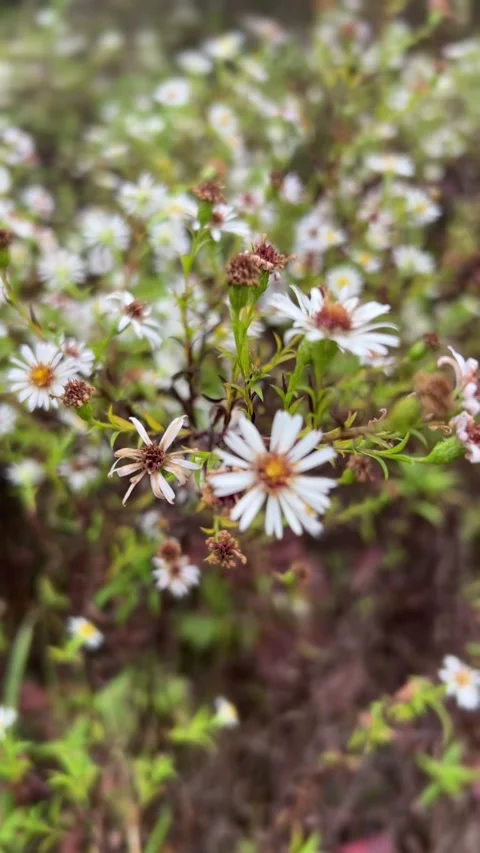 Dense cluster of white aster or daisy-like wildflowers in autumn field.  Stock Footage 318284963