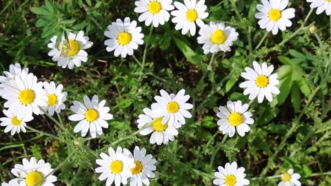Dense cluster of white daisies blooming in garden patch Stock Footage 313253449