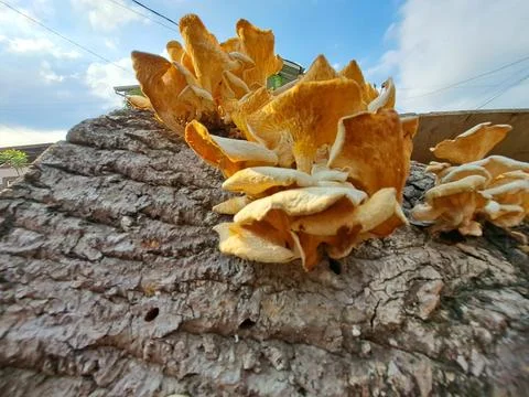 Dense Cluster of Wild Lentinus Sajor Caju Oyster Mushrooms Growing on Log Stock Photos