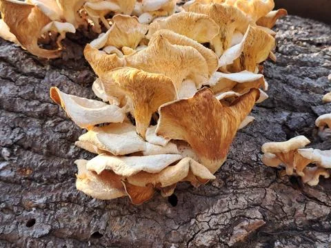 Dense Cluster of Wild Lentinus Sajor Caju Oyster Mushrooms Growing on Log Stock Photos