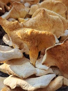 Dense Cluster of Wild Lentinus Sajor Caju Oyster Mushrooms Growing on Log Stock Photos