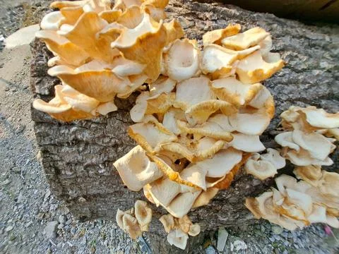 Dense Cluster of Wild Lentinus Sajor Caju Oyster Mushrooms Growing on Log Stock Photos