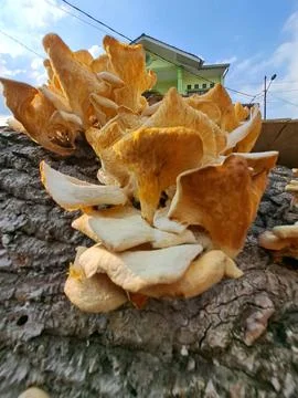 Dense Cluster of Wild Lentinus Sajor Caju Oyster Mushrooms Growing on Log Stock Photos