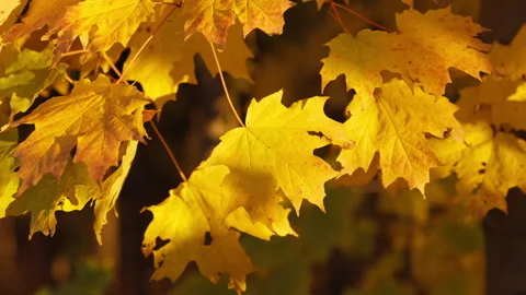 Dense Cluster of Yellow Autumn Maple Leaves Stock Footage 346006948