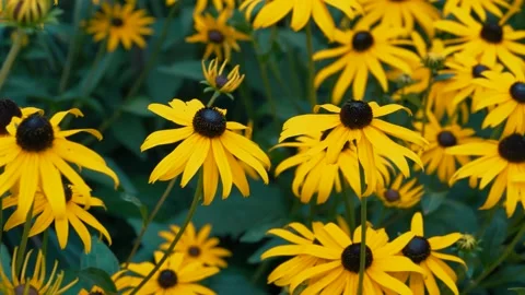 Dense Cluster of Yellow Coneflowers Blooming in Summer Garden Stock Footage 346413028