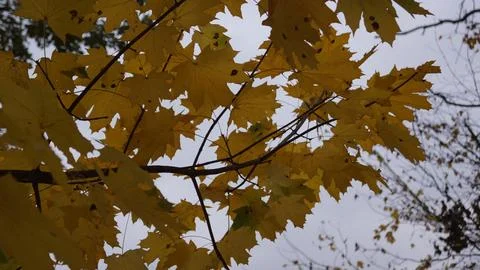 Dense Cluster of Yellow Maple Leaves from Below Perspective Stock Photos