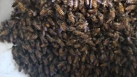 Dense clusters of *Apis mellifera* honey bees Stock Footage 337845388