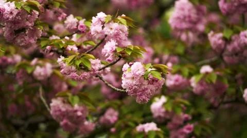 Dense clusters of pink cherry blossoms blooming on a branch Stock Footage 332600249