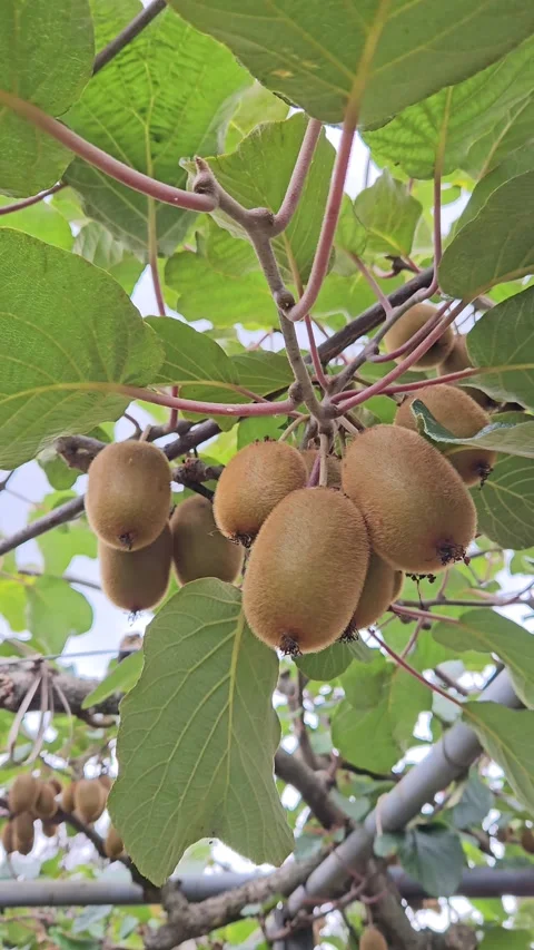 Dense clusters of ripe brown kiwi fruit hang beneath green leaves on a Video stock 342837796