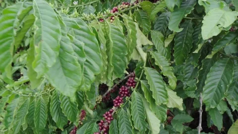 Dense Clusters of Ripe Red Coffee Berries on Tree 스톡 동영상 342913830
