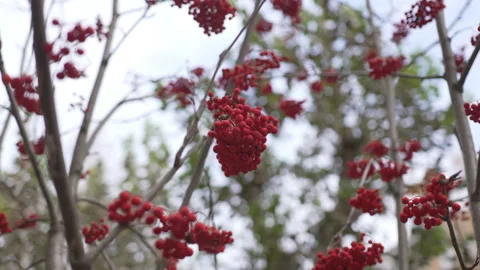 Dense clusters of rowanberries cling to bare autumn branches Stock Footage 309755336