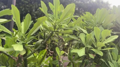 Dense clusters of Scaevola taccada green leaves with thorny stems Stock Footage 313475823