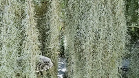 Dense clusters of Spanish moss hanging vertically in a botanical garden. Th.. Video stock 331898050