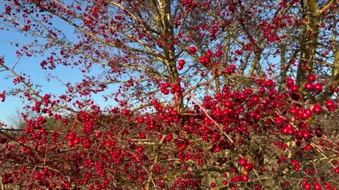 Dense clusters of vivid red berries growing on leafless branches under a cl.. Stock Footage 320956479