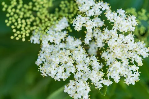Dense clusters of white elderflowers Stock Photos