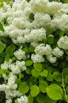 Dense clusters of white hydrangea flowers in full bloom against lush green le Fotos Stock