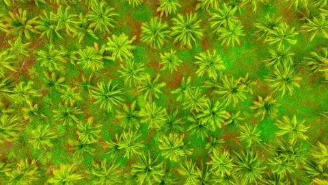 Dense coconut palm plantation forms vivid green pattern in Michoacan Stock Footage 345335875