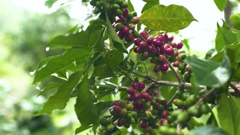 Dense of Coffee berries or Coffee fruits red and green on the plant Stock Footage 174662491
