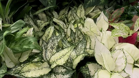 A dense collection aglaonema of variegated indoor plants with creamy white Stock Footage 312552000