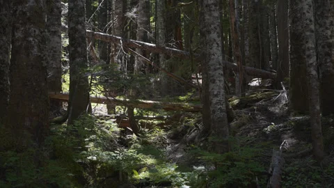Dense conifer forest with fallen trunks near Mirror Lake, Oregon Stock Footage 345307881