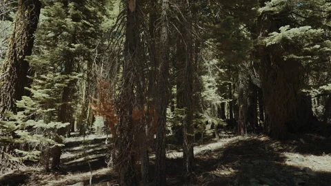 Dense conifer forest with lichen covered trunks in the Sierra Nevada Stock-Footage 348046854