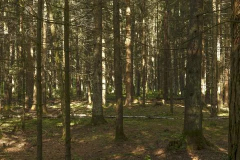 Dense conifer forest with tall trunks and mossy ground. Sunlit woodland int.. Fotos Stock