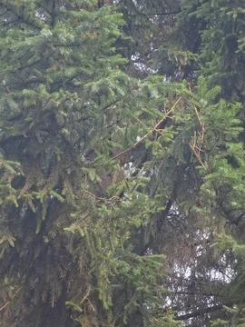 Dense conifer tree crown twilight Stock-Fotos