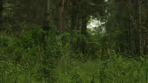 Dense Coniferous Fores Stock Footage 338118644