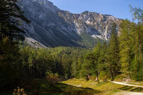 Dense coniferous forest against the background of the Alpine mountains Stock Photos