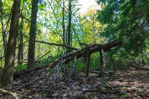 Dense coniferous forest and fallen old rotten trees, Appalachian Trail, New.. Stock Photos