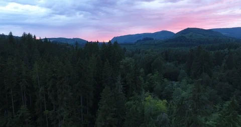 Dense coniferous forest and mountains at sunset Stock Footage 105409128