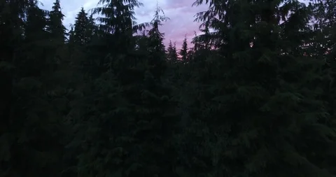 Dense coniferous forest and silhouette mountains at sunset Stock Footage 105409028